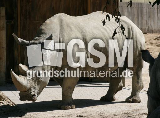 Breitmaulnashorn-032.jpg